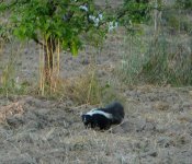 P1010470rSkunk.JPG