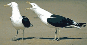 male&female bird.gif