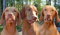 redneckdogs (600 x 354).jpg