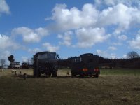 Foden, trailer & sheep.jpg