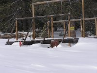 feeding the rabbits c.JPG