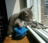 cat-gun.jpg