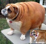 fat_dog.jpg