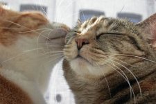 Cats_Love_01.jpg