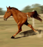 quarterhorse.gif