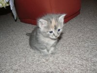 Kitten 3.JPG