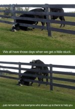 Cow Stuck.JPG