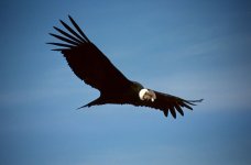 800px-Colca-condor-c03.jpg