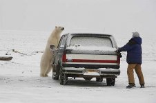 polar-bear-alaska.jpg