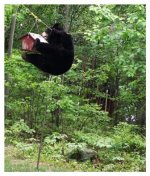 bear joke 4.jpg