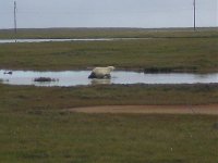 Polar Bear 005.jpg