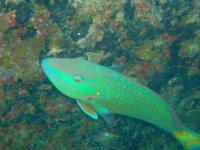 parrotfish.jpg