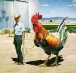 big rooster2.JPG