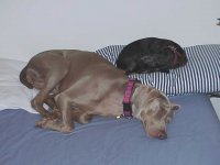 Starr & Molly sleeping.jpg