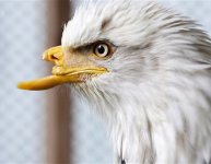 1_21_eagle_bald_beak_5.jpg