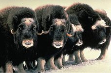 Musk-Ox.jpg