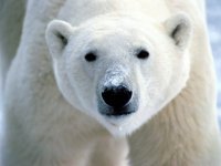 Snow_On_Snout_Polar_Bear-1600x1200-799243.jpg