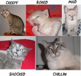 Cat_Emotions.jpg