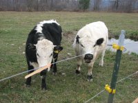 cows and school kids 018.jpg