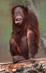 385px-Pongo_pygmaeus_(orangutang).jpg