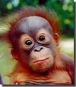 orangutan-picture.jpg