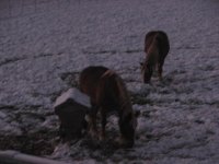 horses 002.jpg