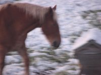 horses 005.jpg