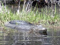 Alligator close up.jpg