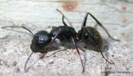 carpenterant_0.jpg