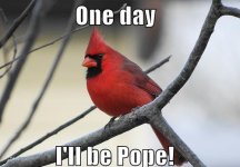 funny-pictures-red-bird-pope.jpg