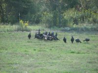 turkeys and cat 003.jpg