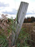 Old Fence Post.JPG