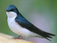 Tree-Swallow.jpg