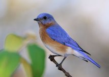 eastern_bluebird_11.jpg