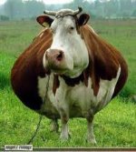 Wide Cow.jpeg