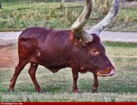 Big-Headed-Cow-67943.jpg