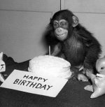 HappyBirthdayChimp.jpg