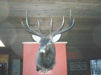 elk mounts 001.jpg