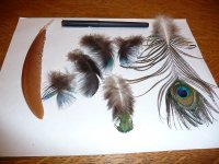 P1540700rPeacockFeathers.jpg