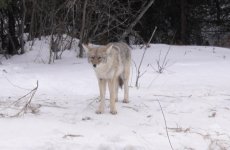 Coyote by the trail.jpg