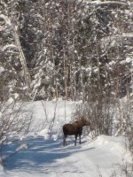 Moose on groomed trail #01.jpg