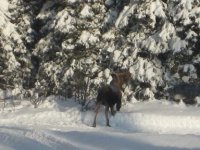 Moose on groomed trail #01b.jpg