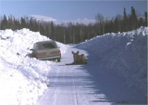 Moose on Mat-Su Valley Road #01.jpg