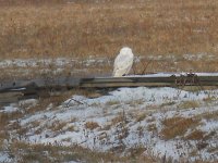 sheds and owl 011.jpg