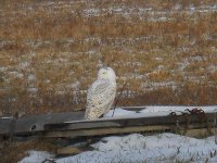 sheds and owl 013.jpg