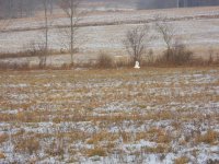 sheds and owl 018.jpg