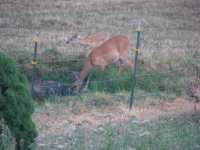 fawns 008.jpg