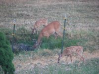 fawns 010.jpg