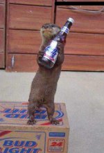 otter-beer.jpg