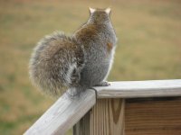 squirrel 002.jpg